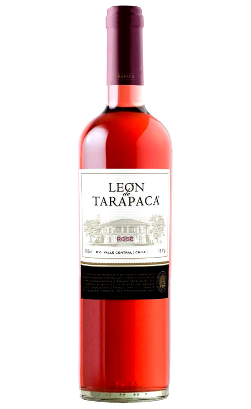 Leon de Tarapaca Rose